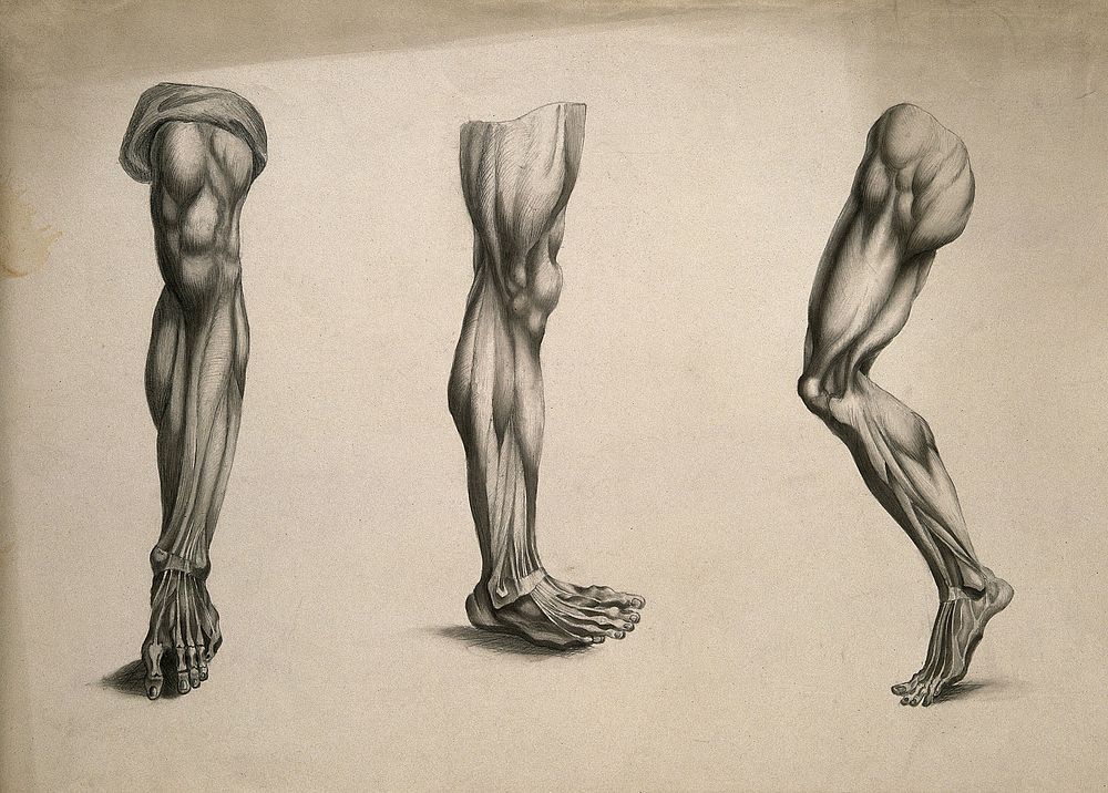 Écorché legs: three figures. Pencil and ink wash drawing, after an unidentified work on anatomy, ca. 1830.