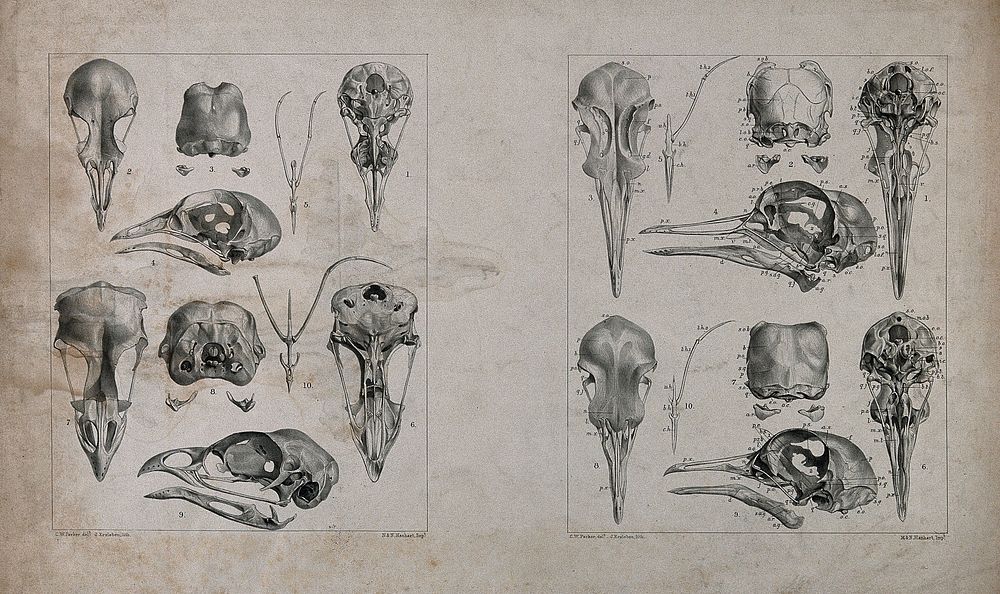 Skull bones of birds: ten figures. Lithograph by J. Erxleben, after C.W. Parker, 1840/1860.