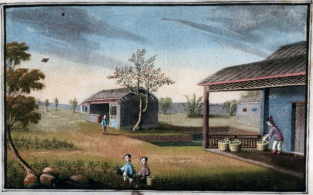 A tea plantation in China: workers pick the tea leaves and place them in baskets. Gouache, China, 1800/1850.