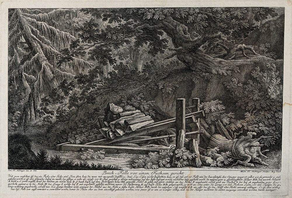 A fox-trap in the forest: a dead fox in a trap which kills by releasing weights on to the victim. Etching by M.E. Ridinger…