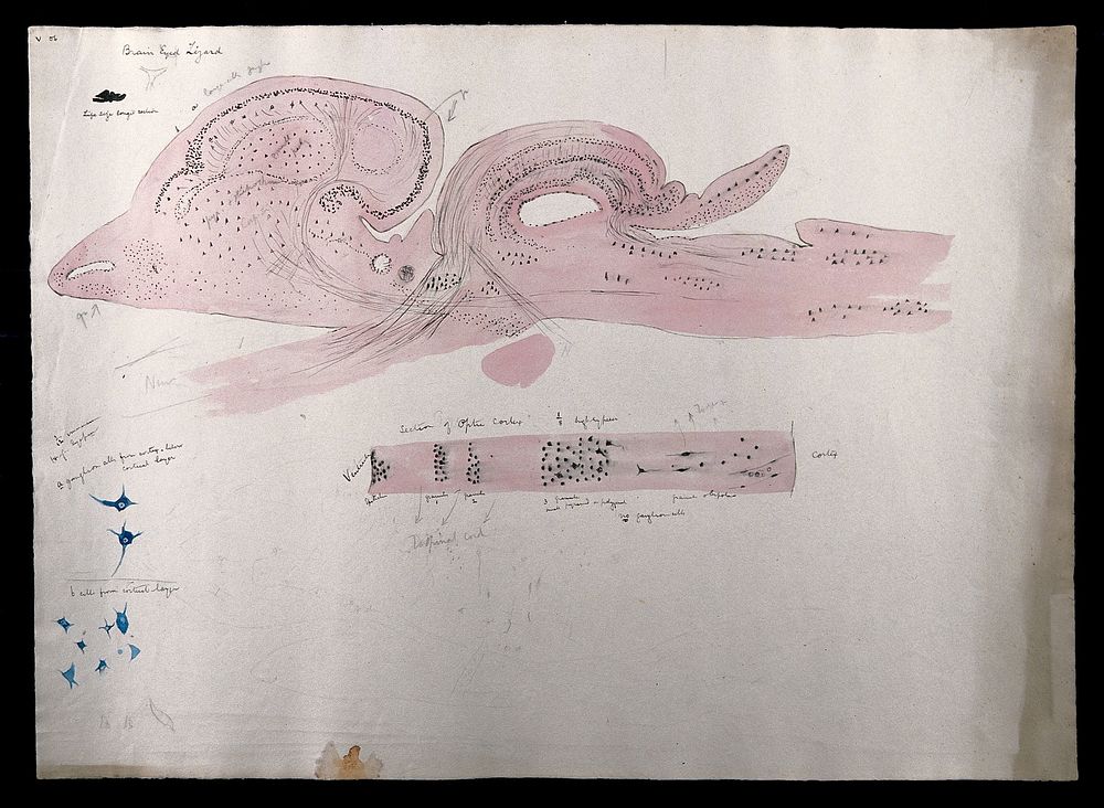 Brain of a brain-eyed lizard. Watercolour and ink with pencil, possibly by D. Gascoigne Lillie, 1906.
