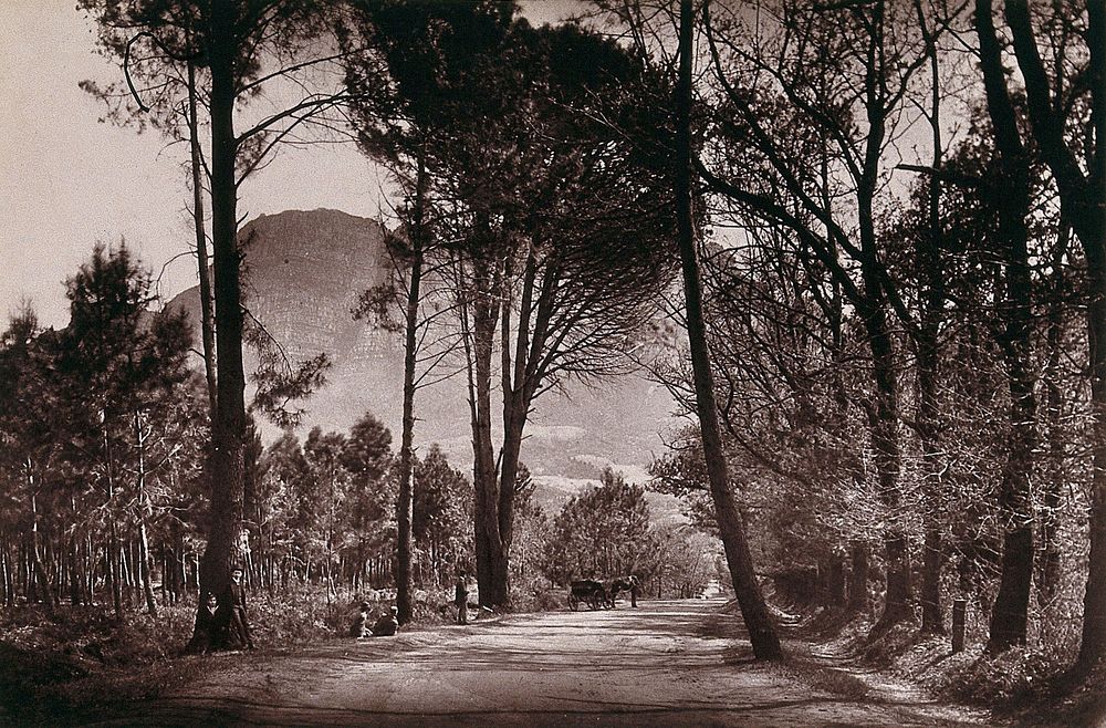 Wynberg, South Africa: an avenue, Little Paradise. Woodburytype, 1888, after a photograph by Robert Harris.