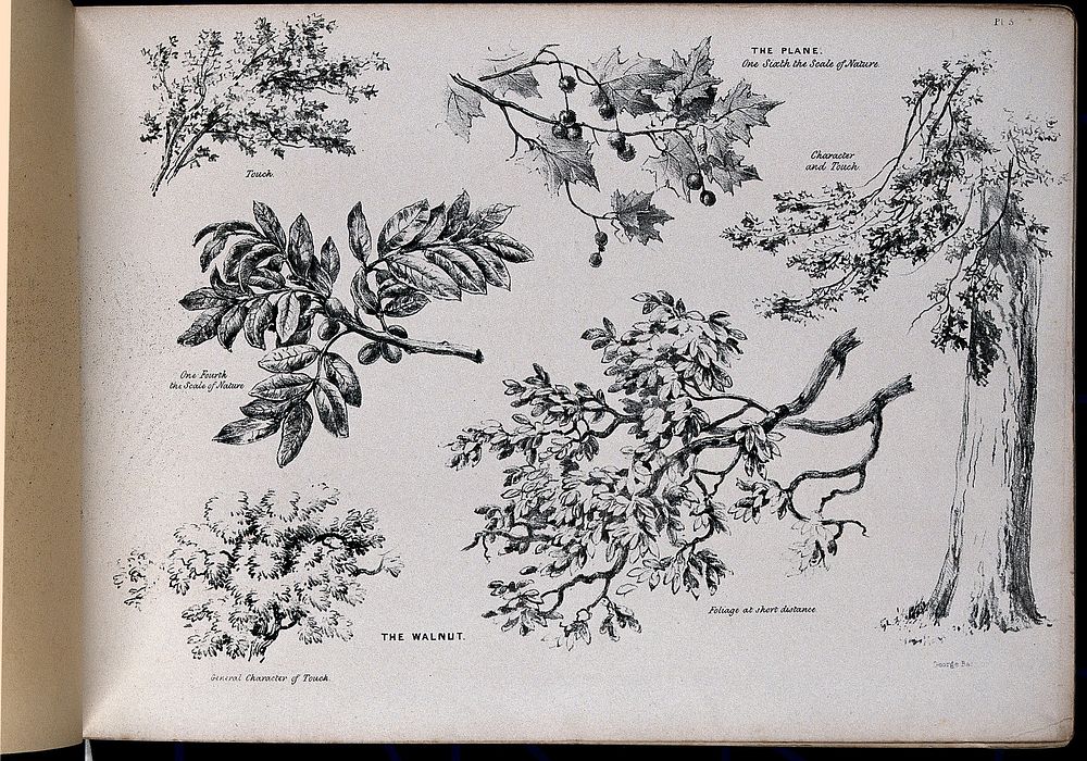 Six pictures of foliage illustrating the general character of two trees - the plane (Platanus species) and walnut (Juglans…