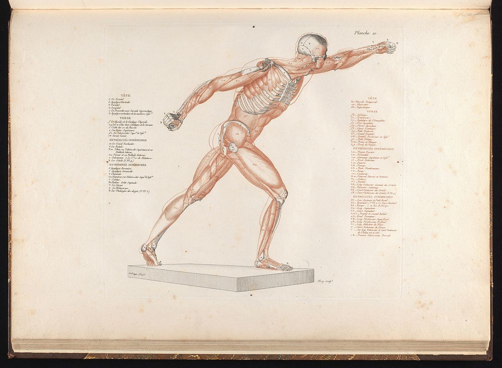 Anatomie du gladiateur combattant, applicable aux beaux arts, ou traité des os, des muscles du mécanisme de mouvemens, des…