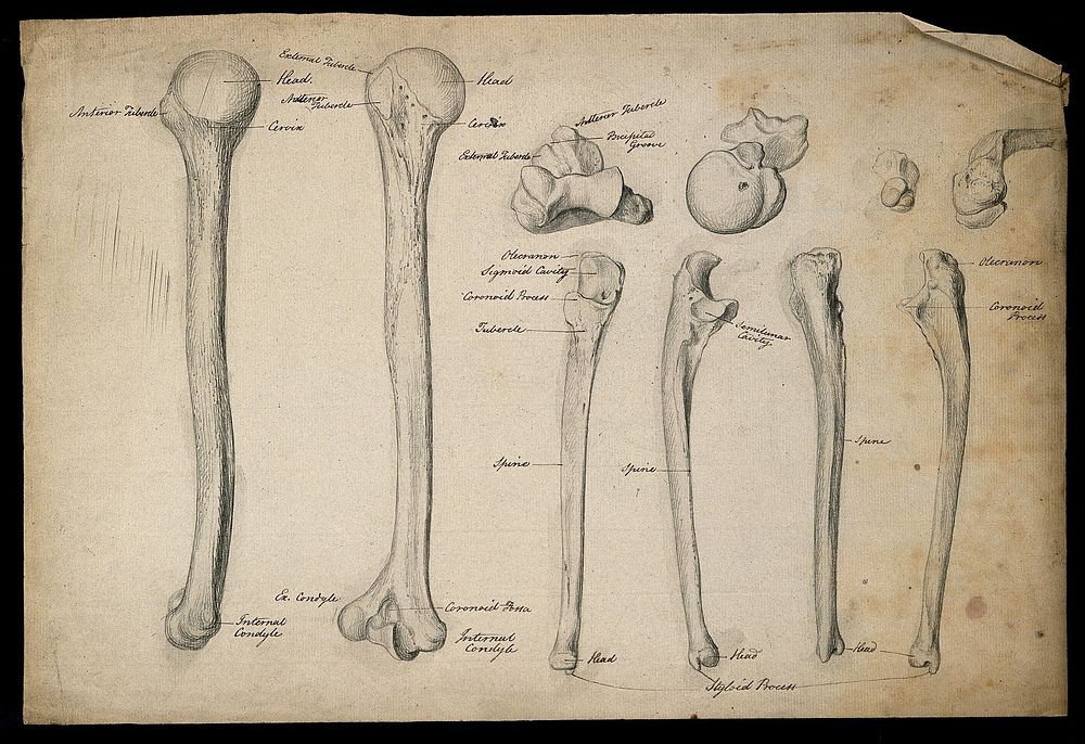 Humerus and ulna bones: ten | Free Photo Illustration - rawpixel