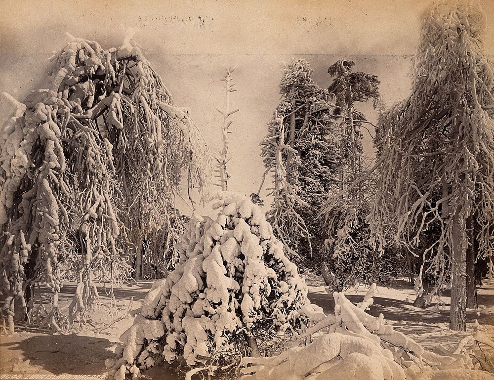 Luna Island, Niagara River: snow-covered trees. Photograph by Francis Frith, ca. 1880.