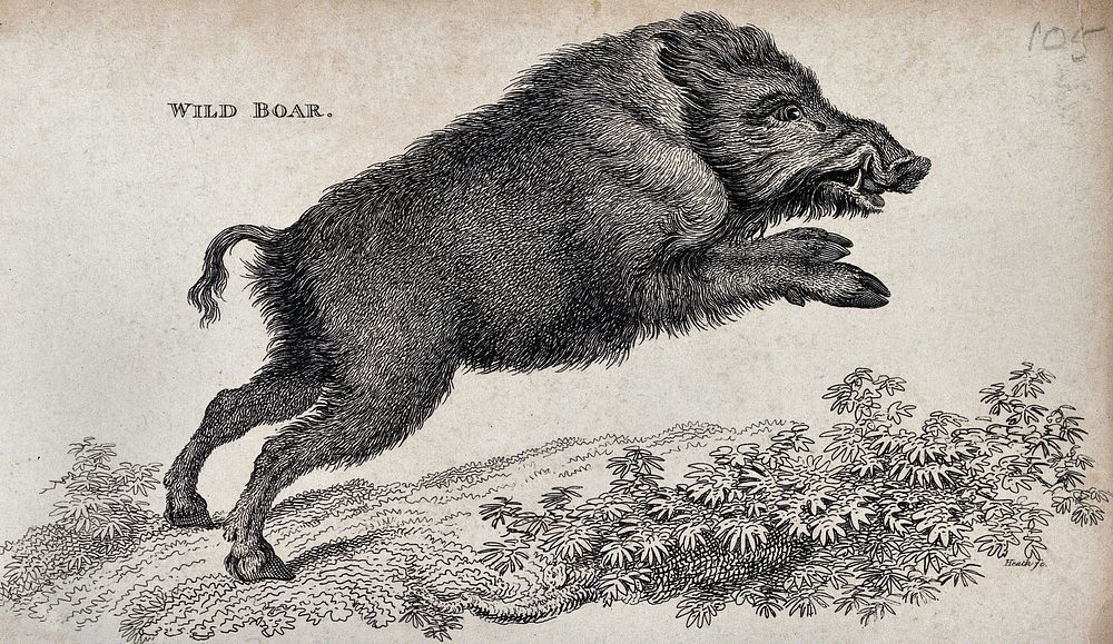 A wild boar. Etching.