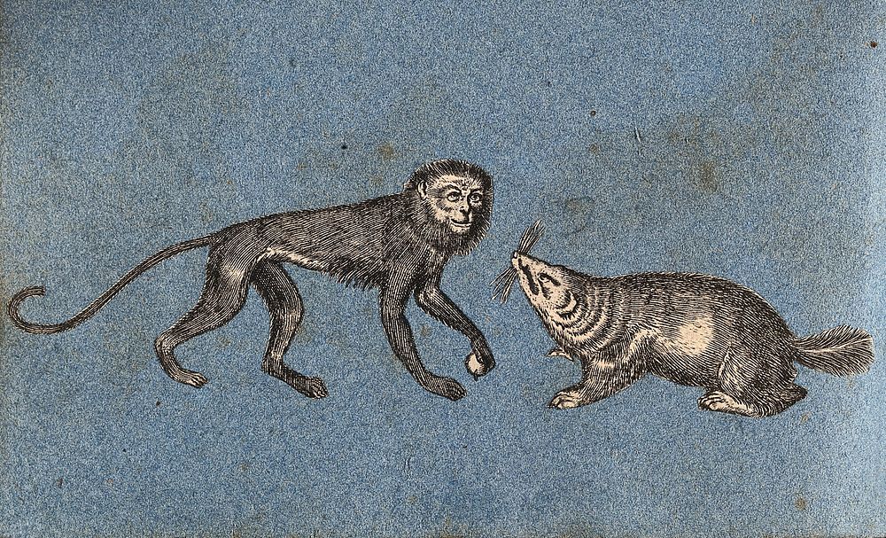 A monkey and a water rat or vole . Cut-out engraving pasted onto paper, 16--.