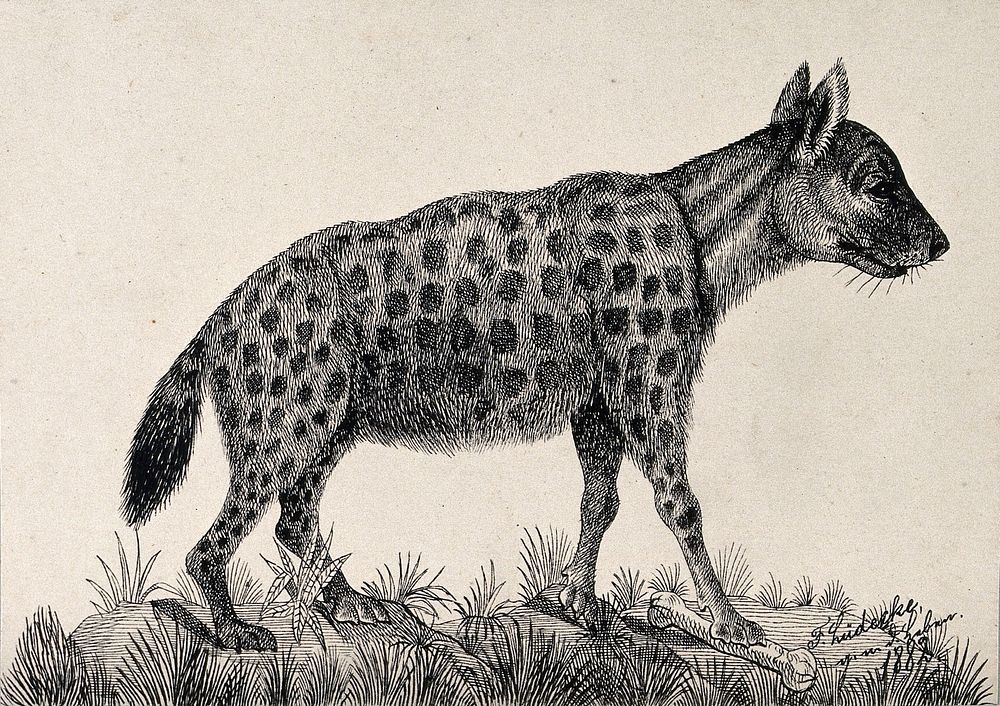 A spotted hyena standing on a mound with its right front paw on a bone. Reproduction of an etching by F. Lüdecke.