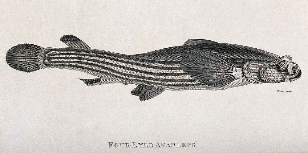 A four eyed anablebs. Engraving by Heath.