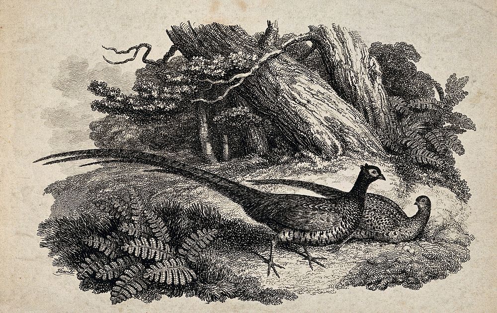 A male and female pheasant. Etching by W.-S. Howitt after himself.