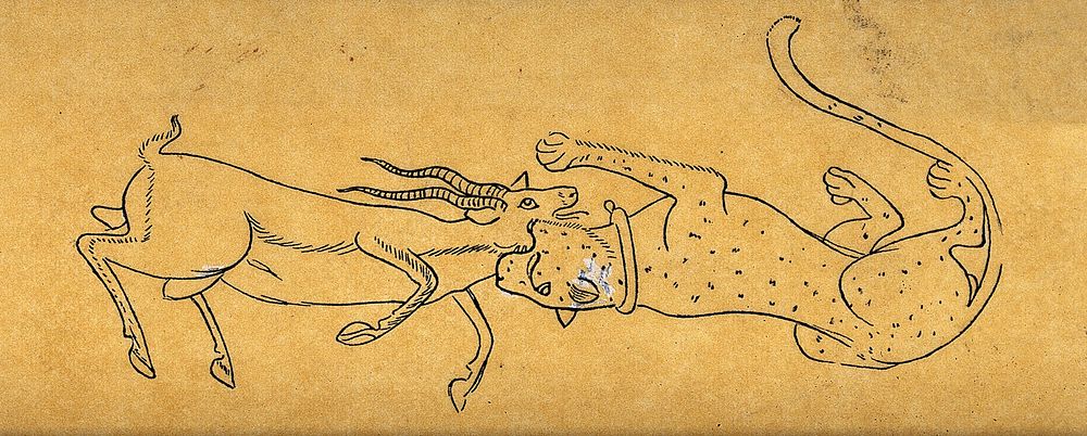 A jaguar attacking a deer. Ink drawing.