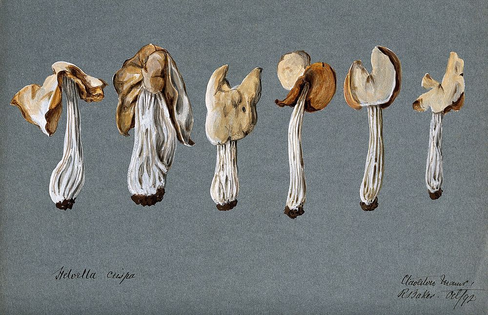A false morel fungus (Helvella crispa): six fruiting bodies. Watercolour by R. Baker, 1892.