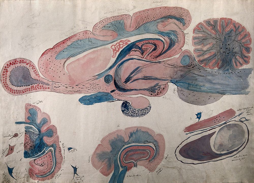 Brain of a ferret: four figures showing sections through the brain. Watercolour, possibly by D. Gascoigne Lillie, ca. 1905.