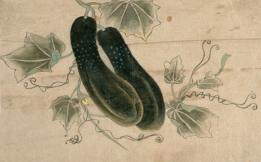 Two dill cucumbers. Watercolour painting by a Chinese artist.