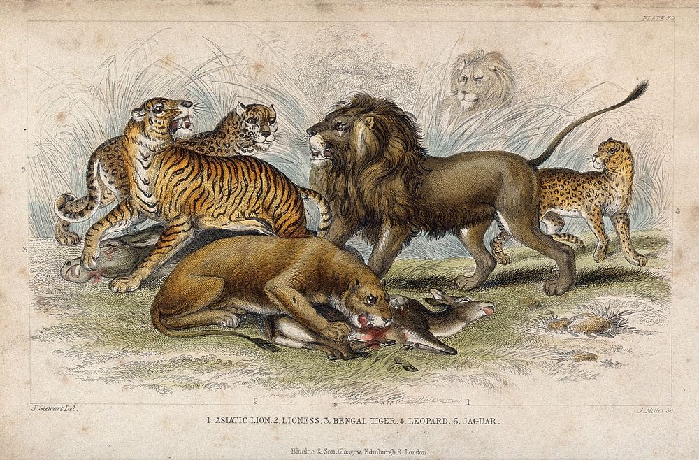 Five different specimen of cats shown fighting for the prey. Coloured etching by J. Miller after J. Stewart.