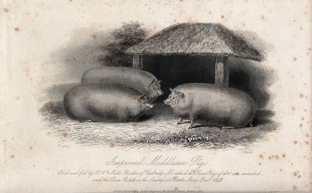 Three Middlesex pigs. Etching by E. Hacker, ca 1848, after H. Strafford.