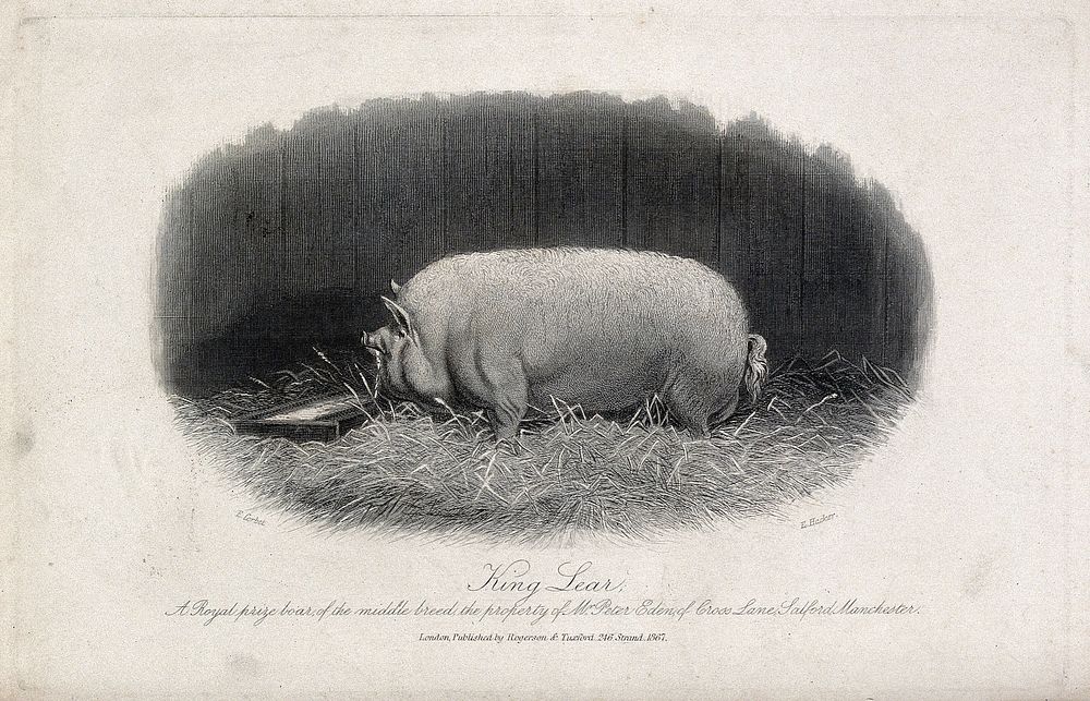 A prize boar. Etching by E. Hacker, ca 1867, after E. Corbet.