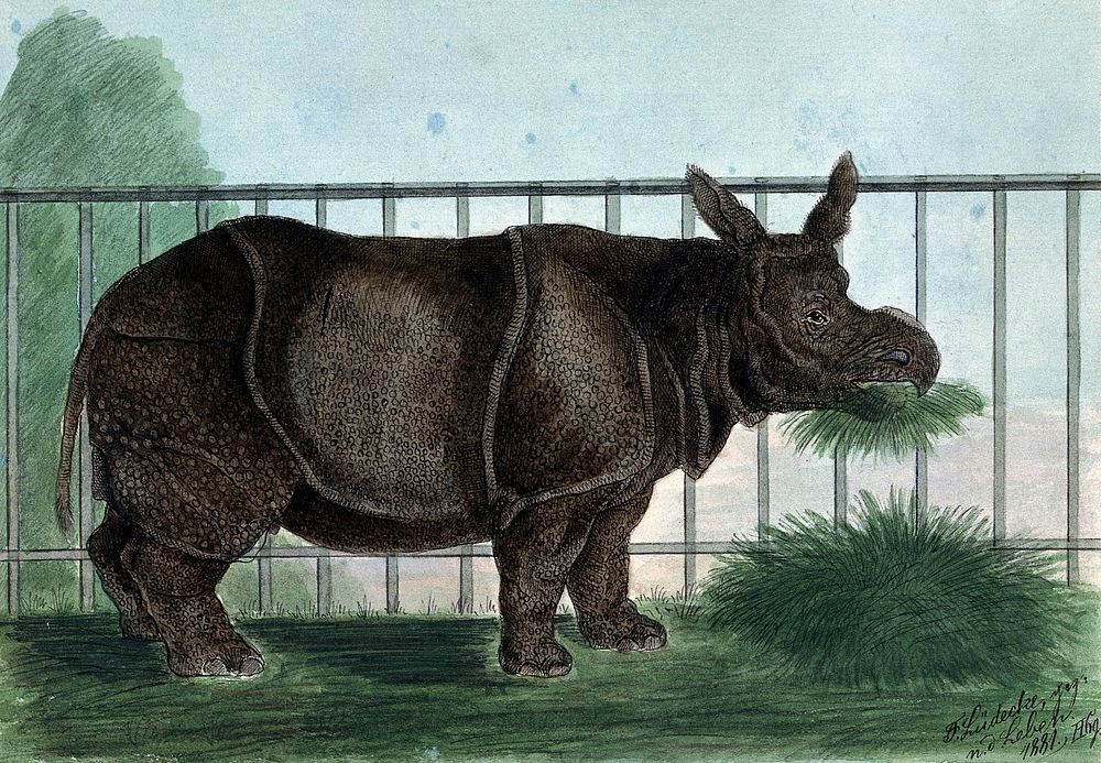 A rhinoceros in its enclosure. Coloured reproduction of an etching by F. Lüdecke.