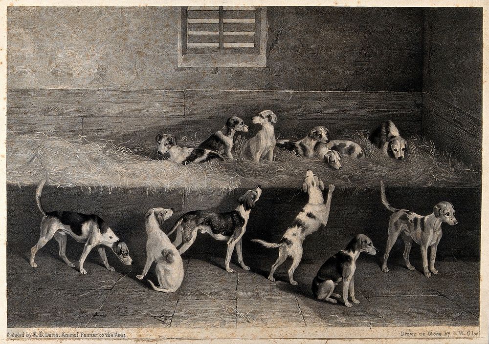 A group of hound pups in a stable. Lithograph by J.W. Giles after R.B. Davis, 1831/1837 .