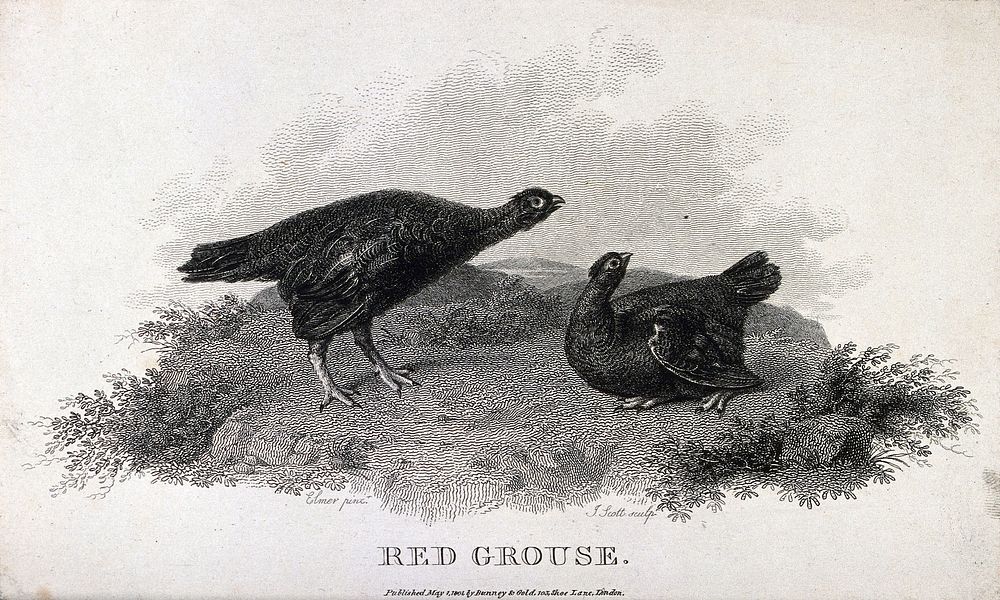 Two red grouse. Etching by J. Scott, ca. 1801, after S. Elmer.