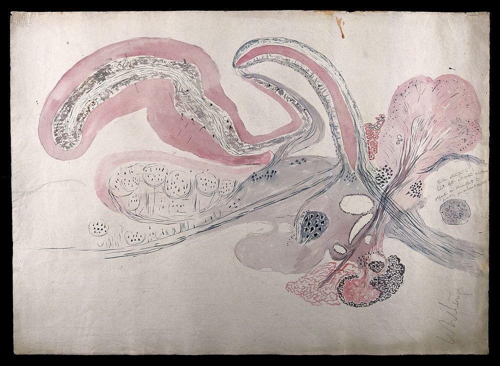 Brain of a whiting: figures showing a dissection of the brain. Watercolour, possibly by D. Gascoigne Lillie, ca 1906.