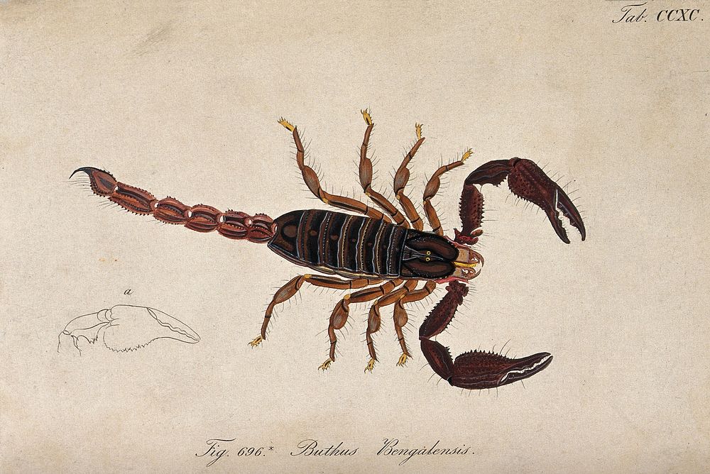 A scorpion: Buthus bengalensis. Coloured engraving.