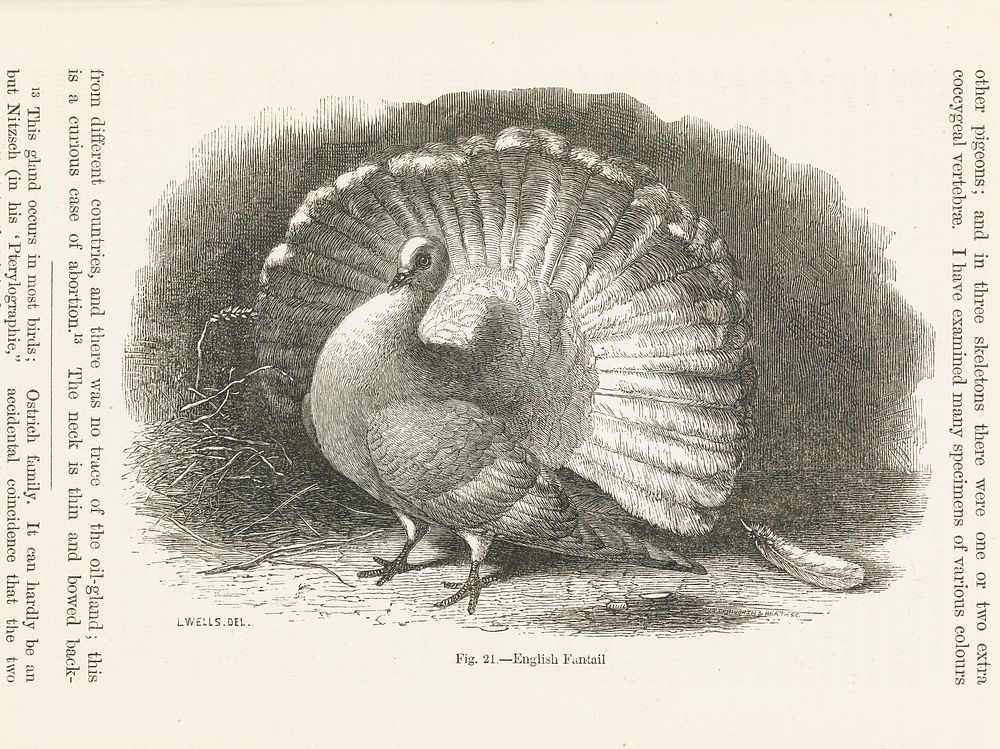 Illustration of an English Fantail (pigeon)