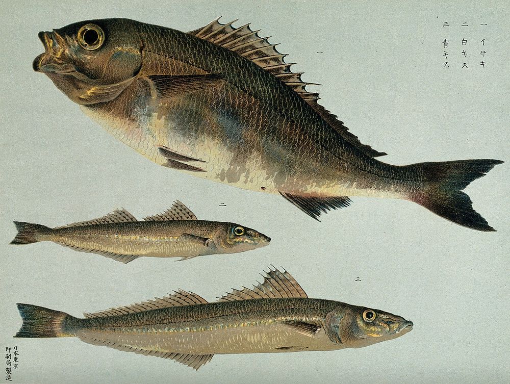 Three fish. Colour lithograph, ca. 1900 .