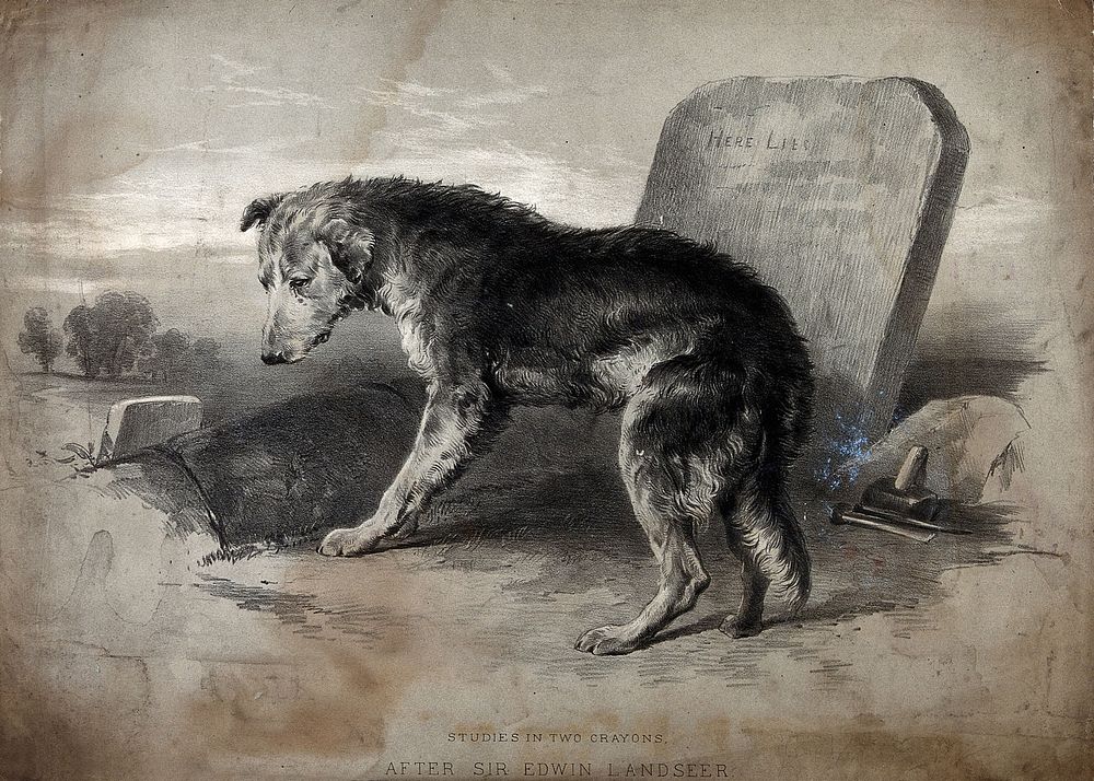 A dog standing on a fresh grave looking mournfully. Lithograph after E. H. Landseer.