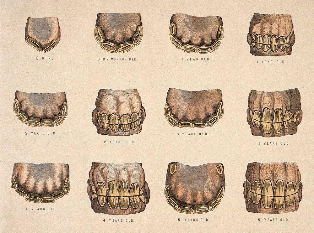 Horse's teeth: showing development from six years old to extreme old age: ten views with five detailed images of youthful…