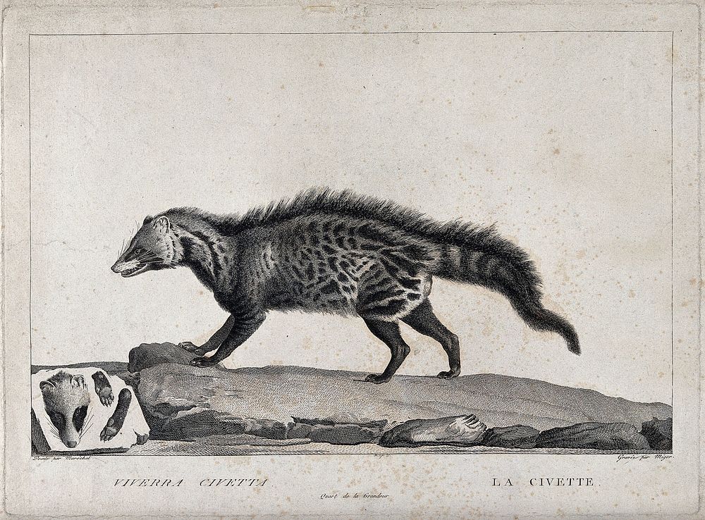 A civet or skunk walking past a slab of stone on which its image is engraved. Etching by S. C. Miger, ca. 1808, after N.…