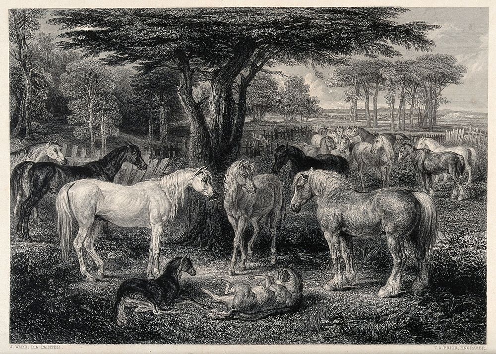A group of horses in a paddock in a forest with foals playing in the foreground. Etching by T. A. Prior after a painting by…