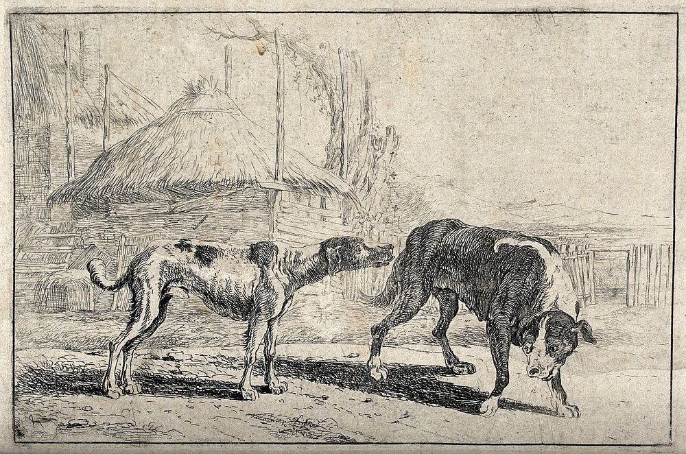 A dog sniffing another dog's backside. Etching after J. Peake.