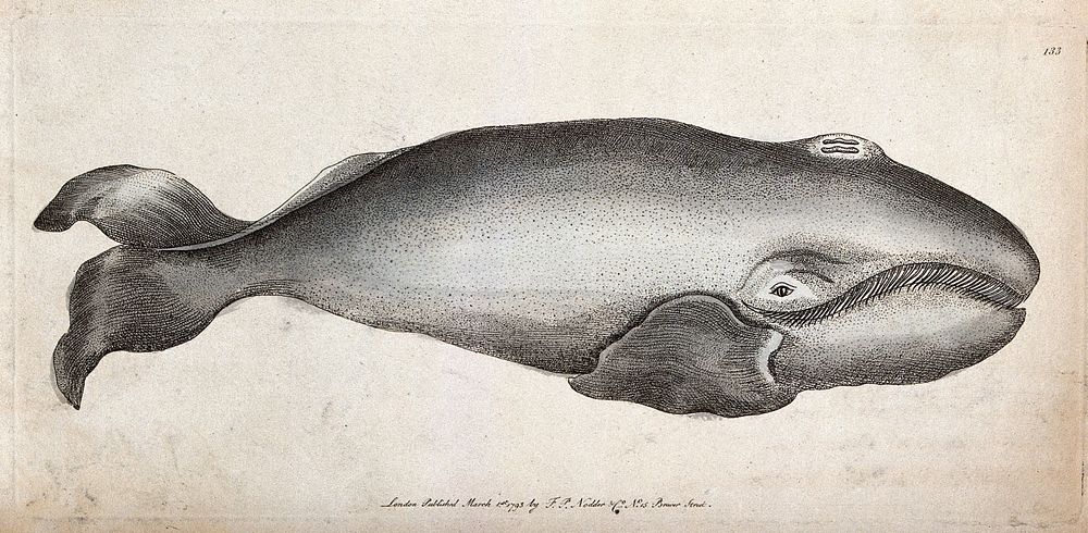 A whale. Engraving, ca 1793.