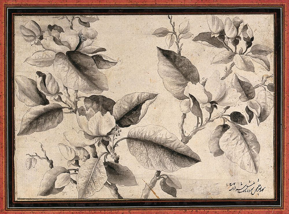 A flowering stem, possibly of a peach tree (Prunus species). Ink drawing, c.1789.