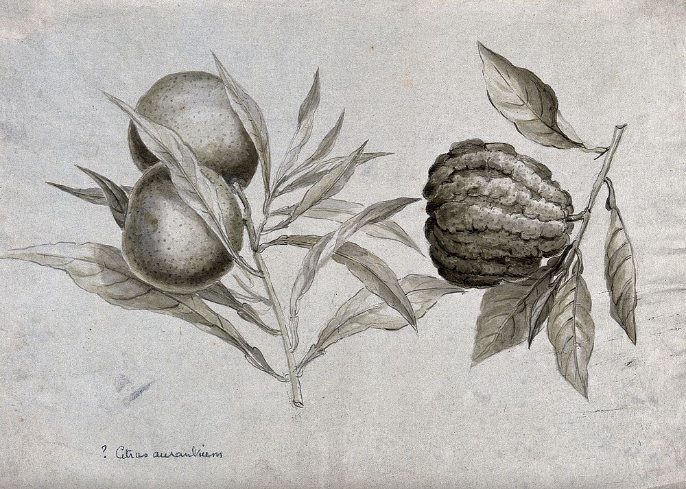Two fruiting citrus plants, one possibly the seville orange (Citrus aurantium). Wash drawing.