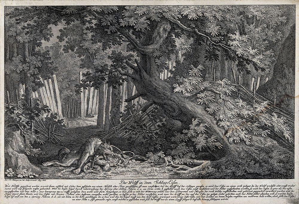 A dying wolf in a gin-trap in the forest. Etching by J.E. Ridinger.
