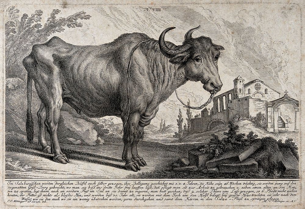 A buffalo standing in a landscape with picturesque ruins in the background. Etching by M. E. Ridinger after J. E. Ridinger.