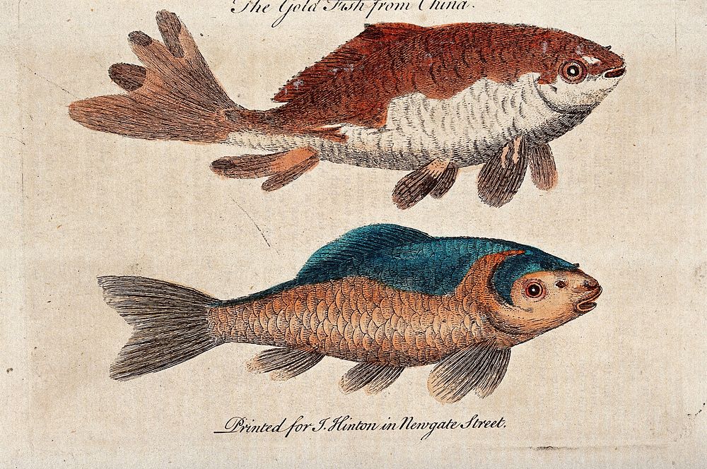 Two goldfish (small reddish-golden chinese carp). Coloured etching.