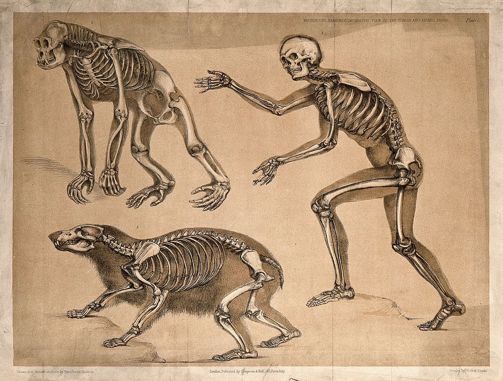 Skeletons of a man, an ape and a bear: three figures. Lithograph by B. Waterhouse Hawkins, 1860.