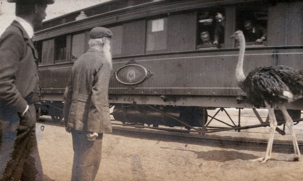 South Africa: two men and an ostrich beside a railway carriage. Photograph by Miss Stower, 1905.