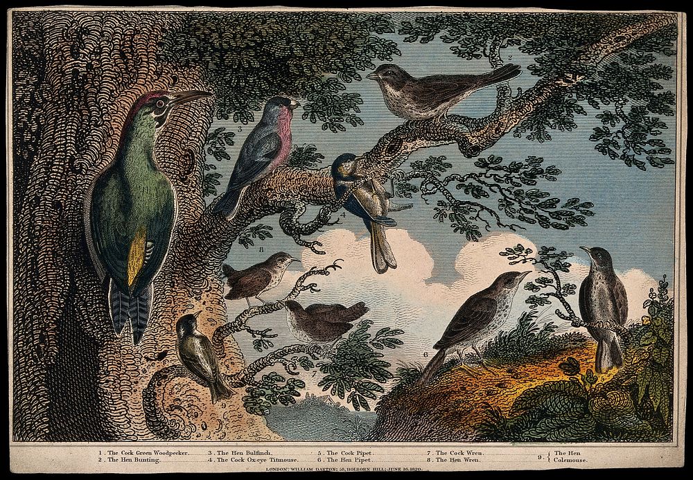 Nine birds, including a woodpecker, bullfinch, pippets and wrens, all perching on a tree. Coloured etching, ca. 1820.