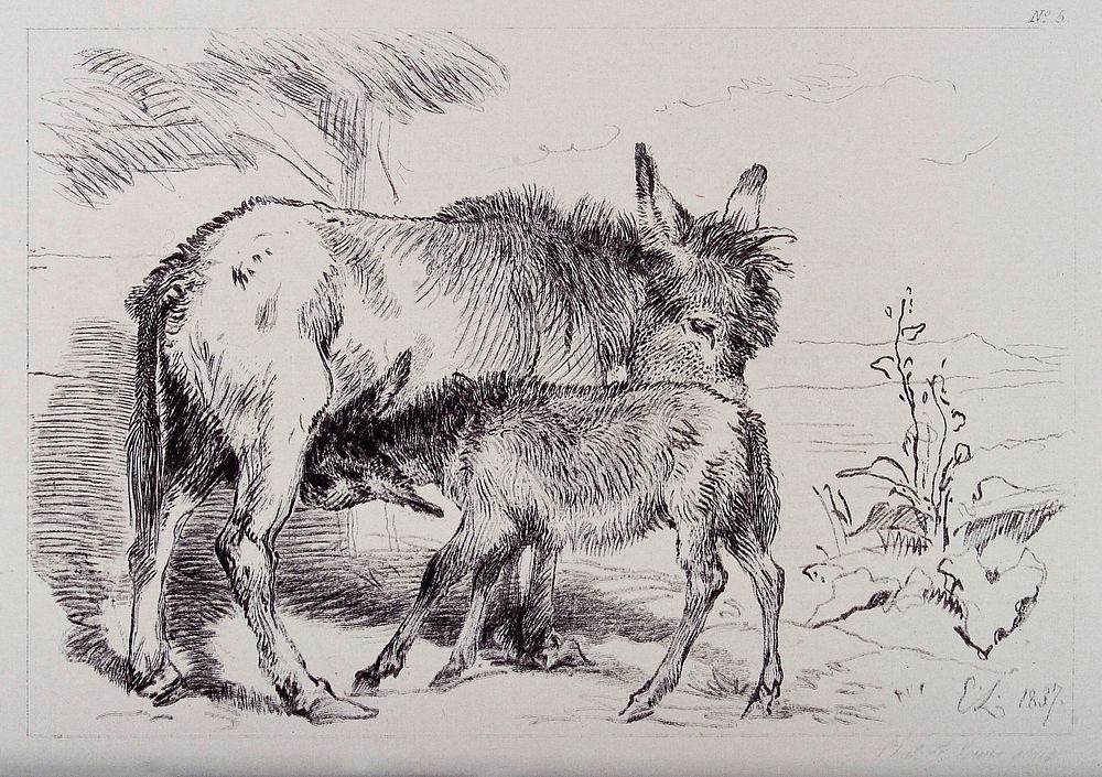 A donkey licking its foal while it is feeding. Etching by C. Lewis after E. H. Landseer.