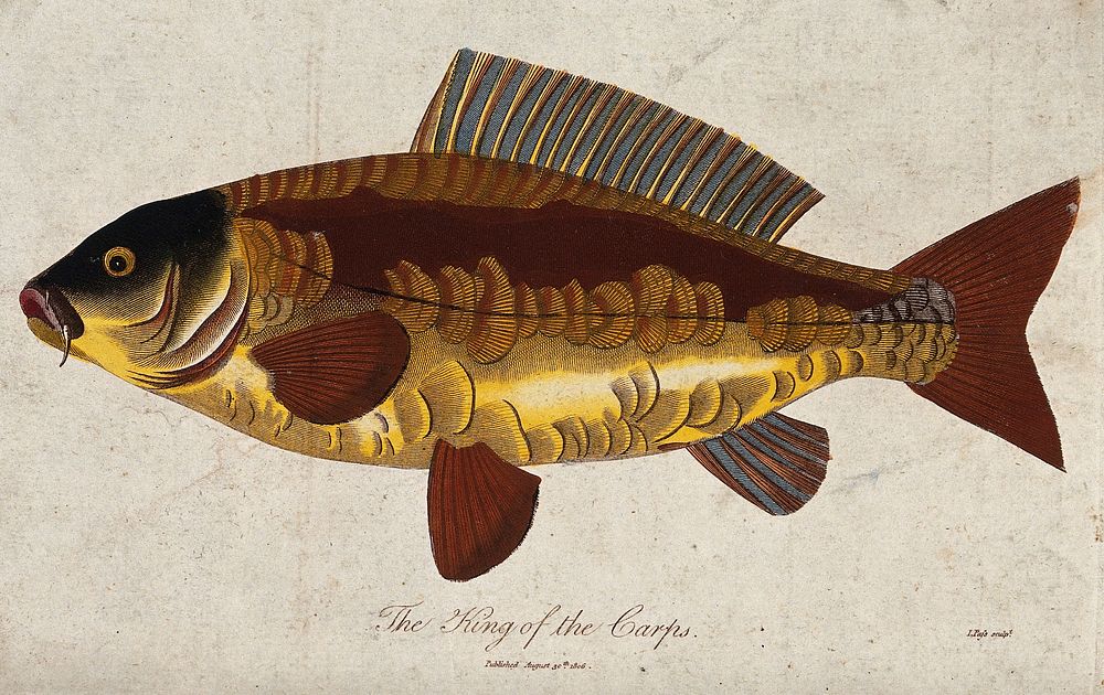 A carp. Coloured engraving by J. Pass.