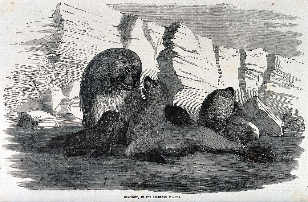 Sea lions on a beach in the Falkland Islands during the mating season. Wood engraving.