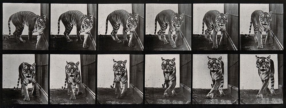 A tiger prowling. Photogravure after Eadweard Muybridge, 1887.