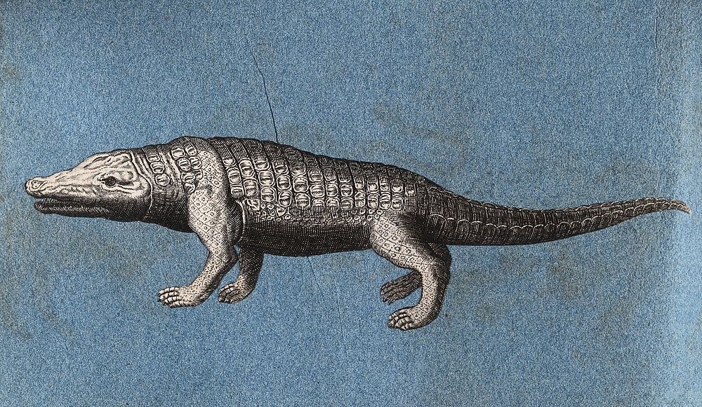 A crocodile or alligator. Cut-out engraving pasted onto paper, 16--.