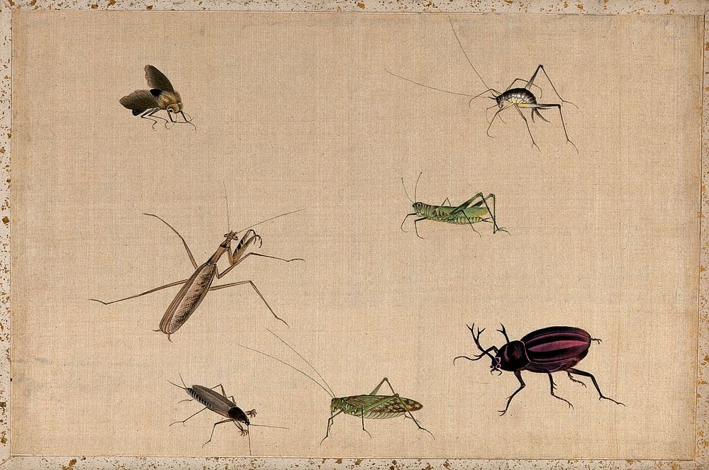 Seven insects, including a grasshopper, praying mantid and stag-beetle. Gouache painting.