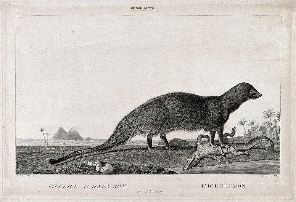 An Egyptian mongoose (ichneumon), standing on a disembowelled crocodile with the crocodile's destroyed eggs nearby. Etching…